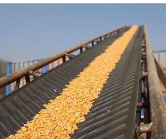 黄玉米粒  商品干玉米  干粮