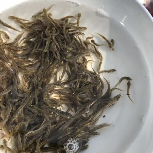 普定县泥鳅苗 靑鳅