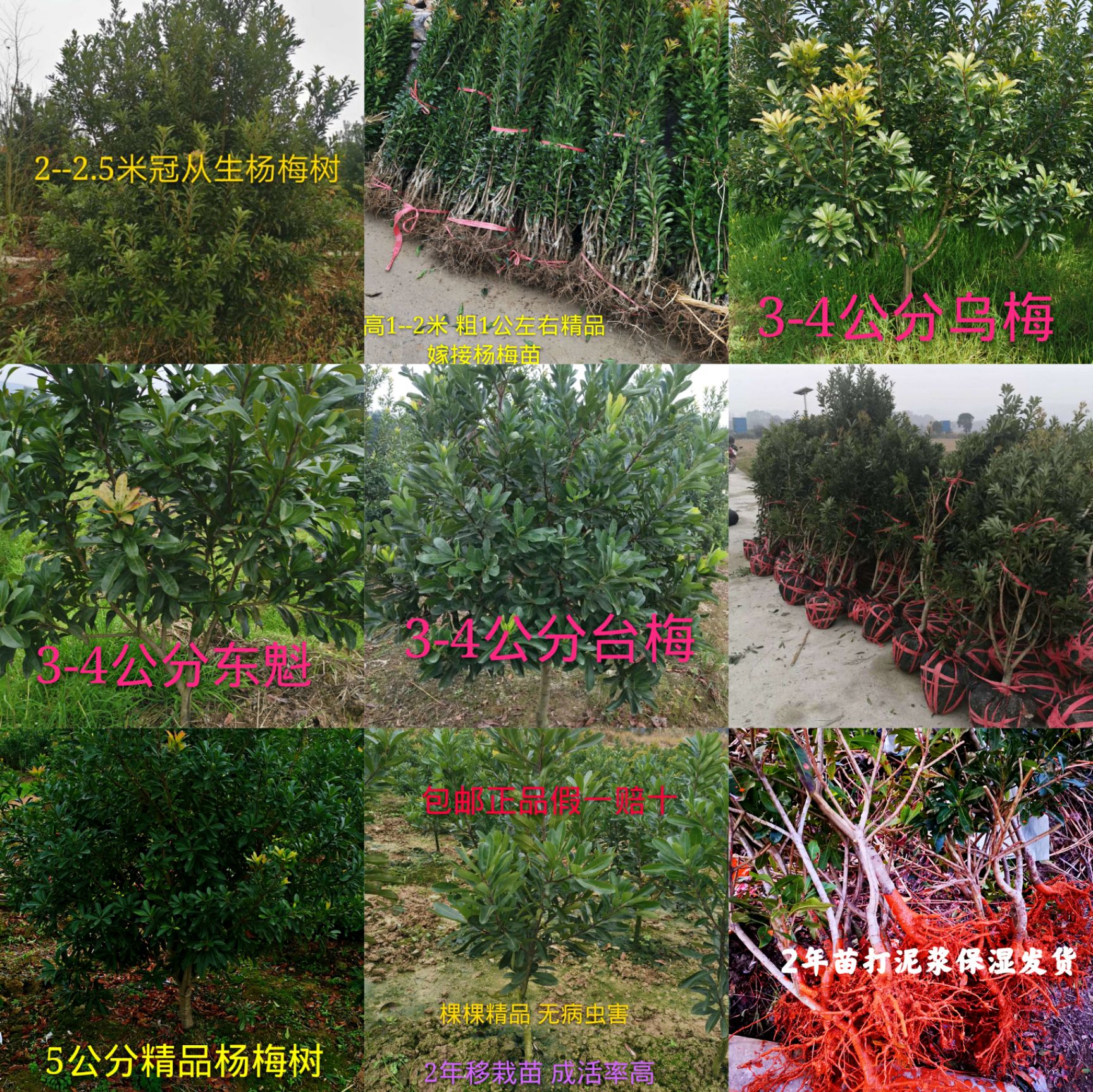 东魁杨梅树苗  包邮1-20年各种规格杨梅嫁接树苗 一强苗木只做品质与售后