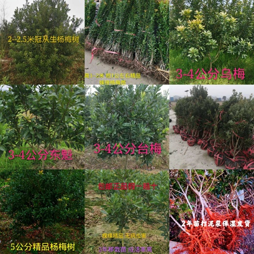 靖州县东魁杨梅树苗  包邮1-20年各种规格杨梅嫁接树苗 一强苗木只做品质与售后