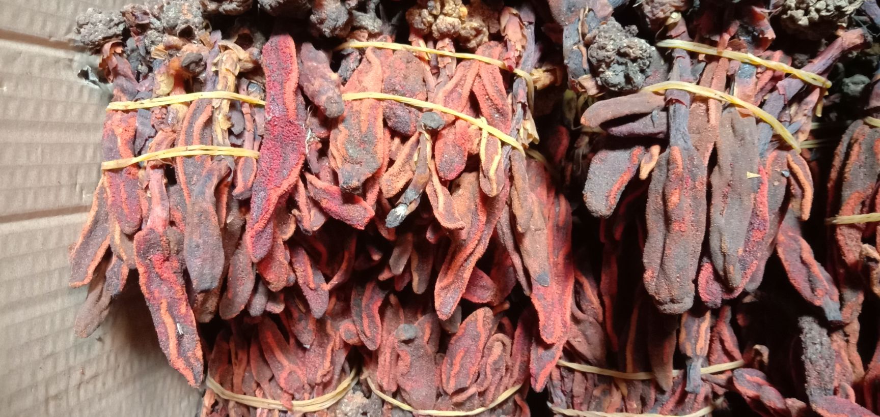 中药材回春草，回春草