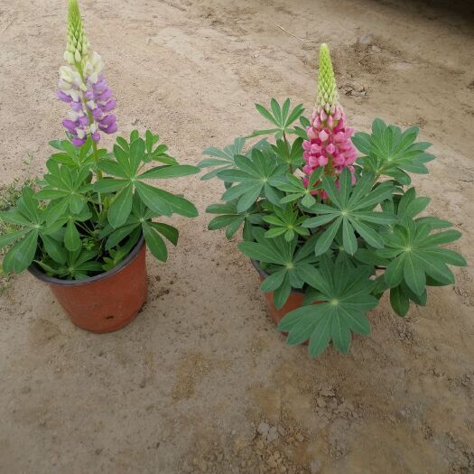 青州市鲁冰花盆栽  羽扇豆，鲁冰花，上市热销，需要联系