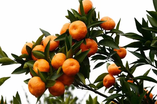 沙糖桔苗  砂糖橘   无核  甜度高  产量高  可盆栽