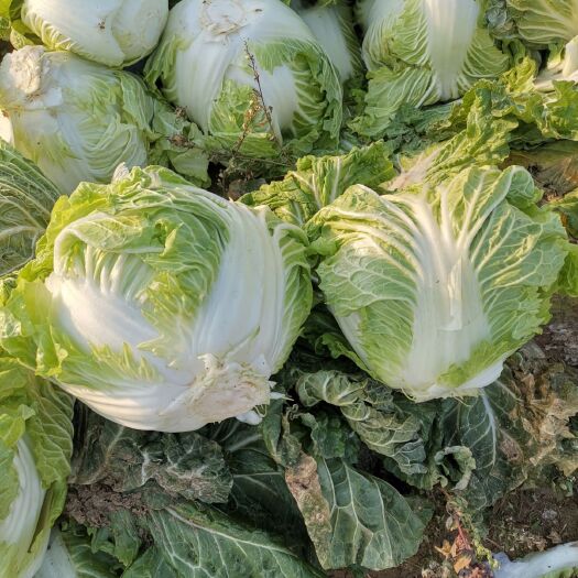 通许县矮白菜 新乡小包量大价低