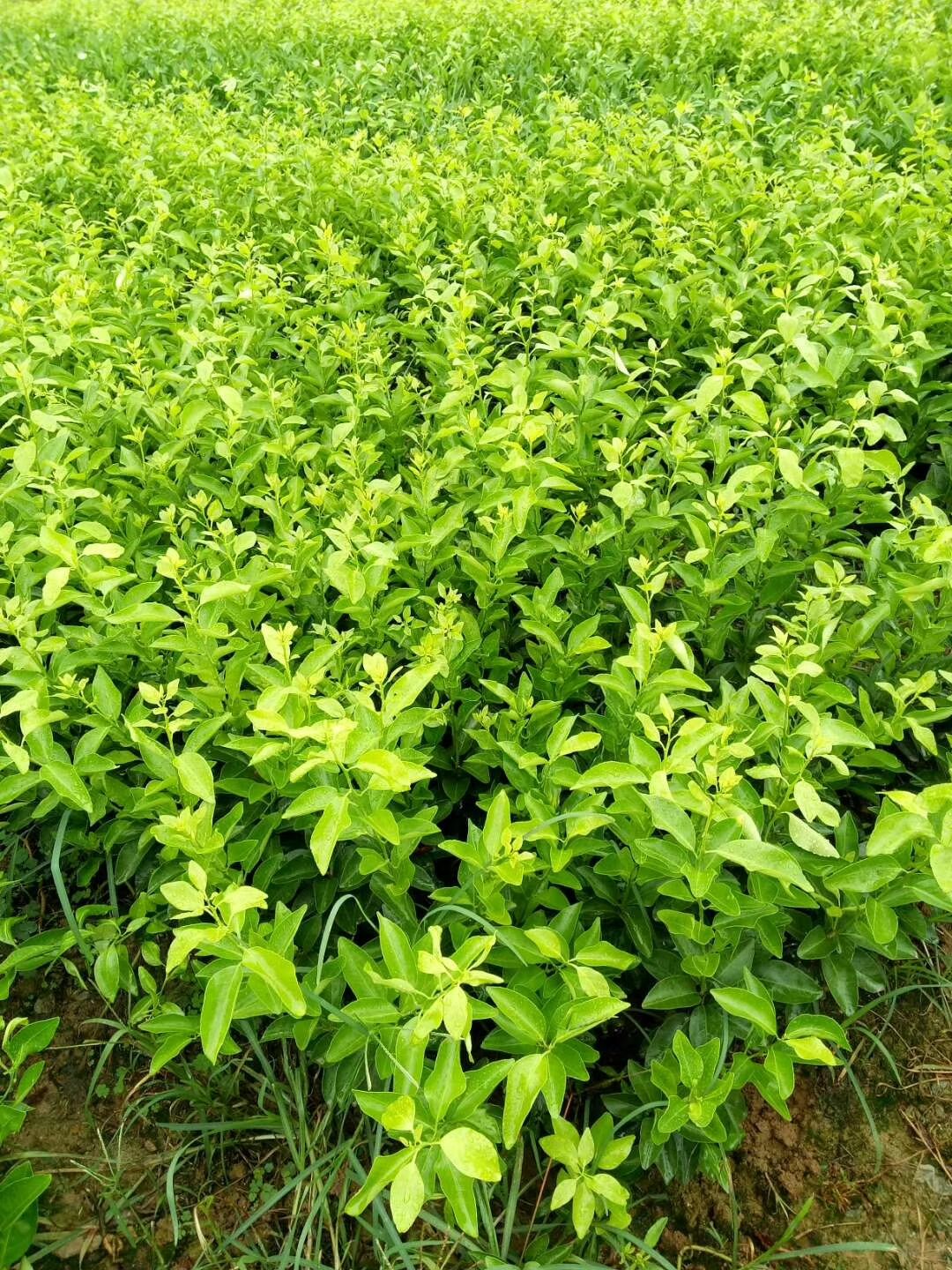 沙糖桔苗  砂糖橘   无核  甜度高  产量高  可盆栽