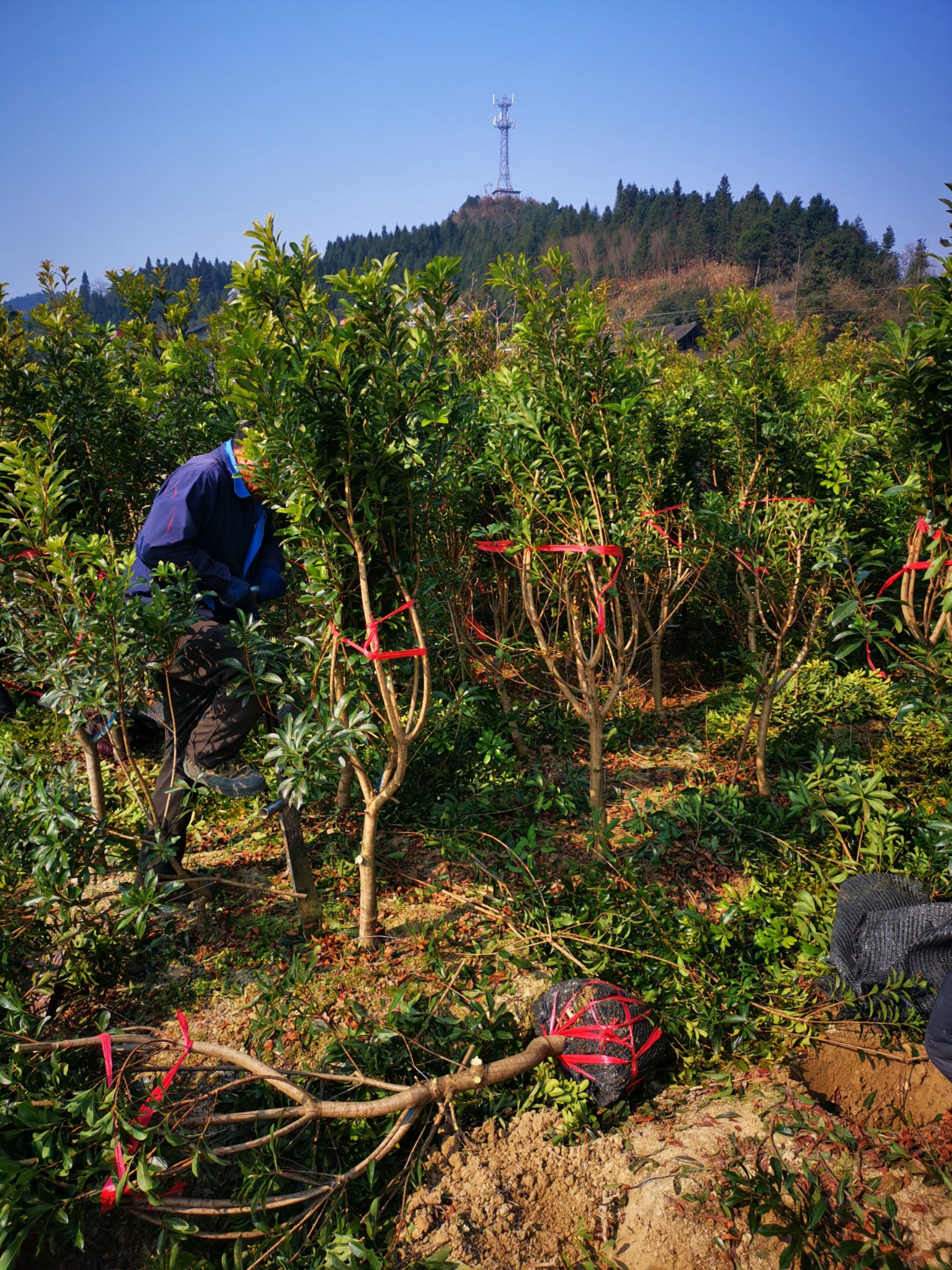 东魁杨梅树苗  包邮1-20年各种规格杨梅嫁接树苗 一强苗木只做品质与售后