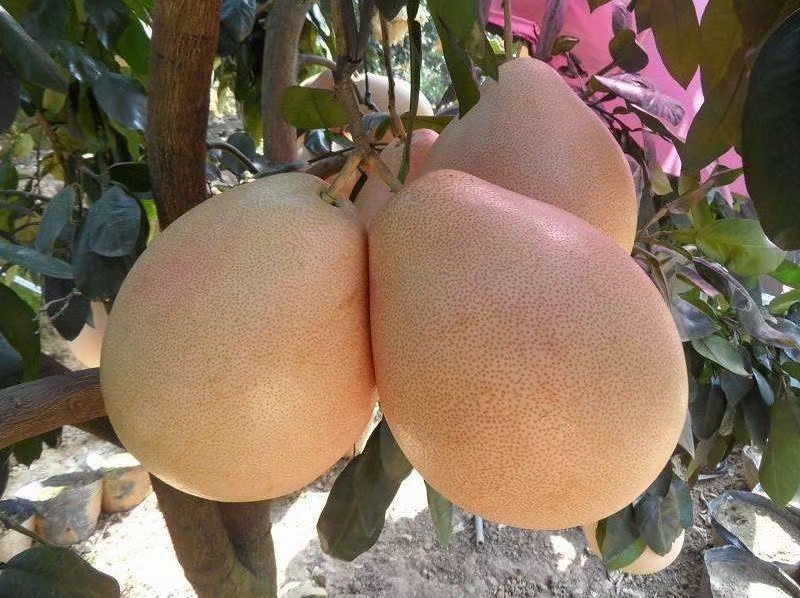 红心柚苗 色泽鲜艳，水分足，个头大