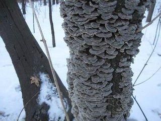 云芝中药材 吉林柳河产地直发