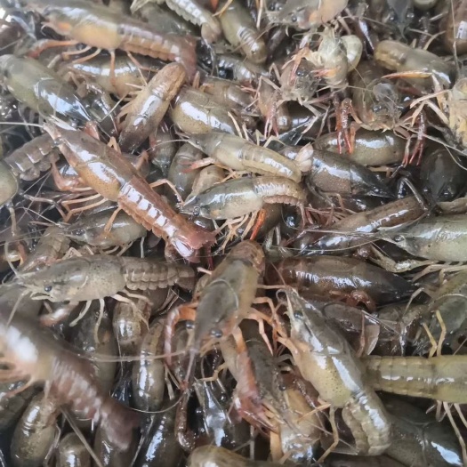 龙虾苗  塘口优质种虾，虾苗，活性好。皮毛好。包送塘口成