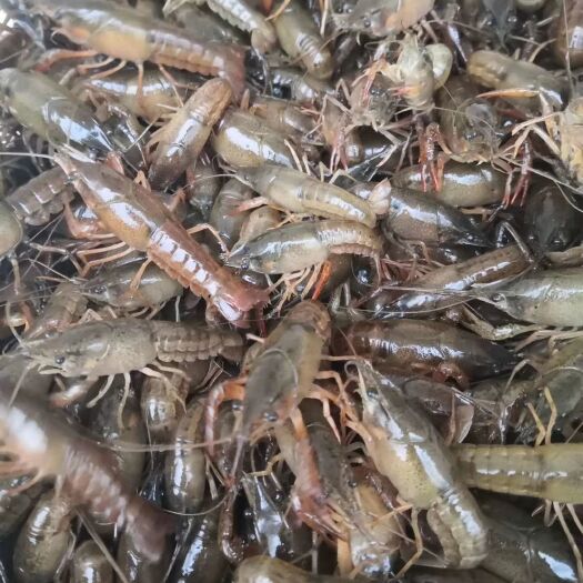 潜江市龙虾苗  塘口优质种虾，虾苗，活性好。皮毛好。包送塘口成