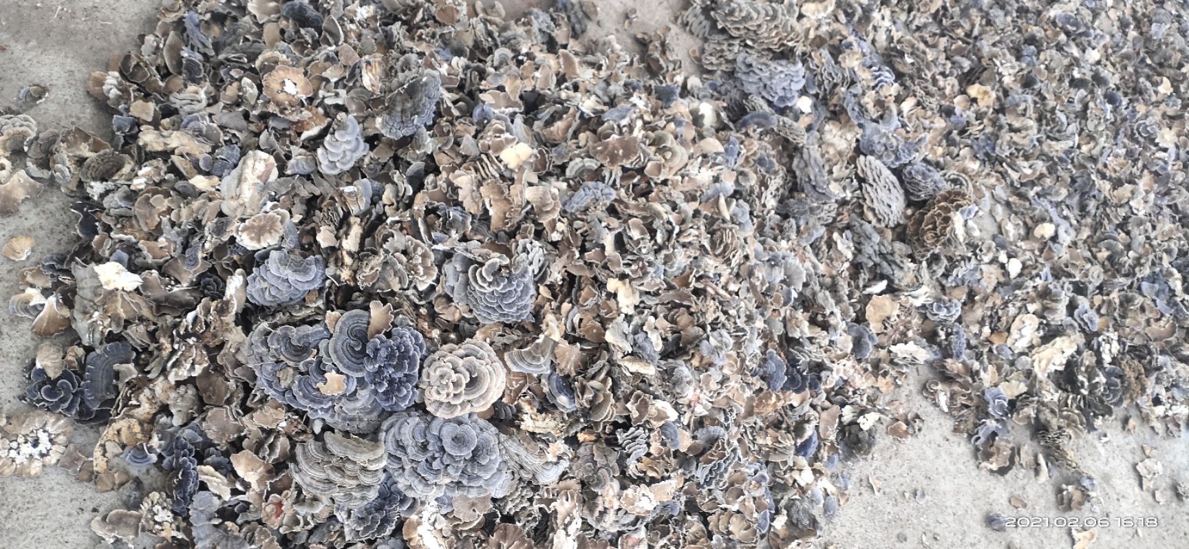 云芝中药材 吉林柳河产地直发