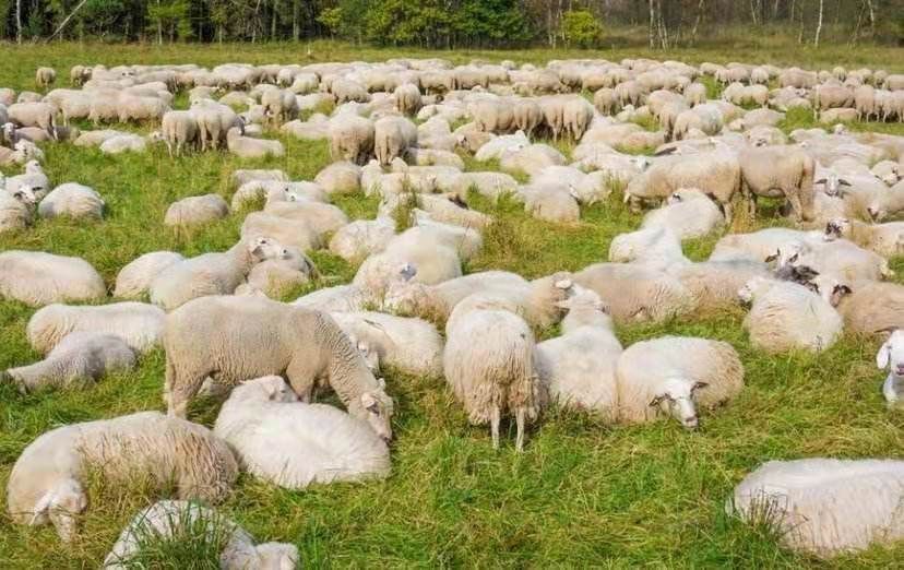 山羊 现售大小羊货源多多
