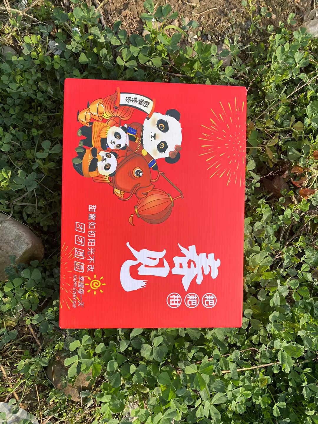 四川春见耙耙柑 新鲜当季水果桔子甜柑橘子果园直供现摘现发