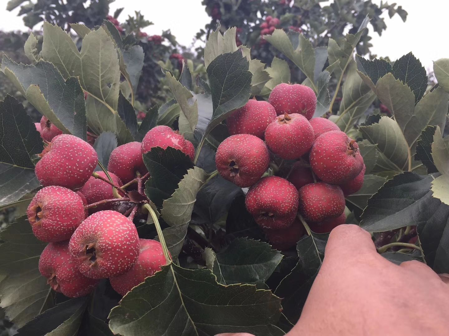 大金星山楂树苗  基地大量出售山楂苗各种品种齐全欢迎订购