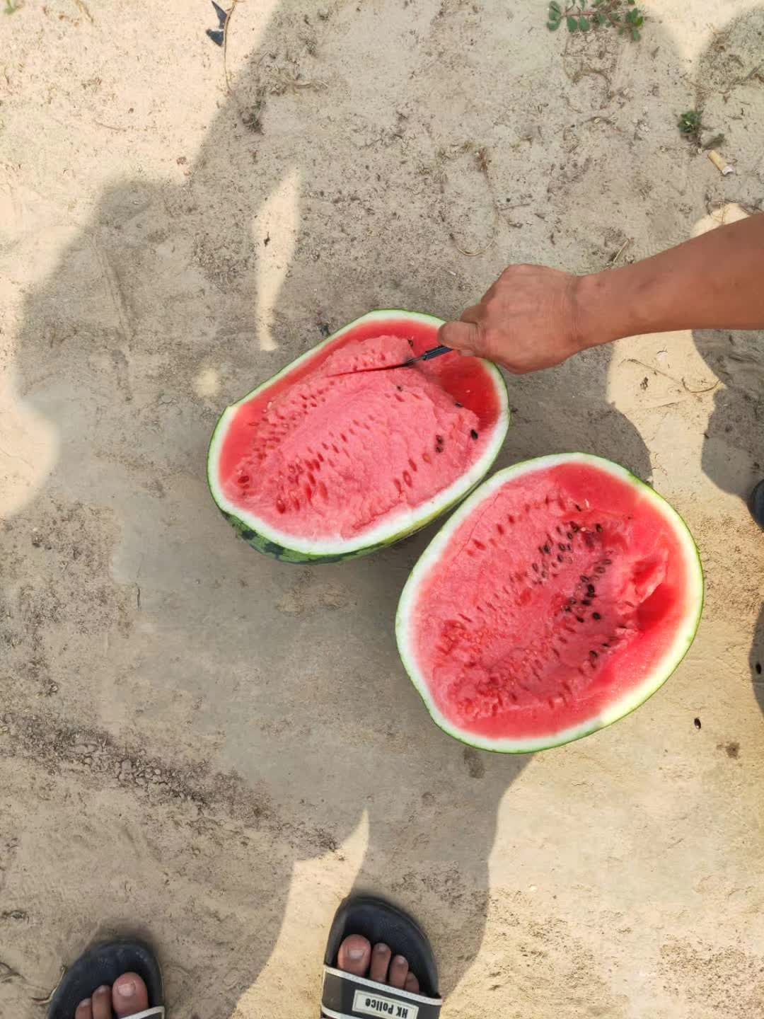 京欣西瓜种子，西瓜种子，圆瓜西瓜种子，大果型西瓜种子美都西瓜