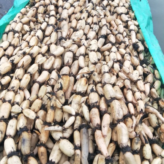  常州凌家塘莲藕大量批发