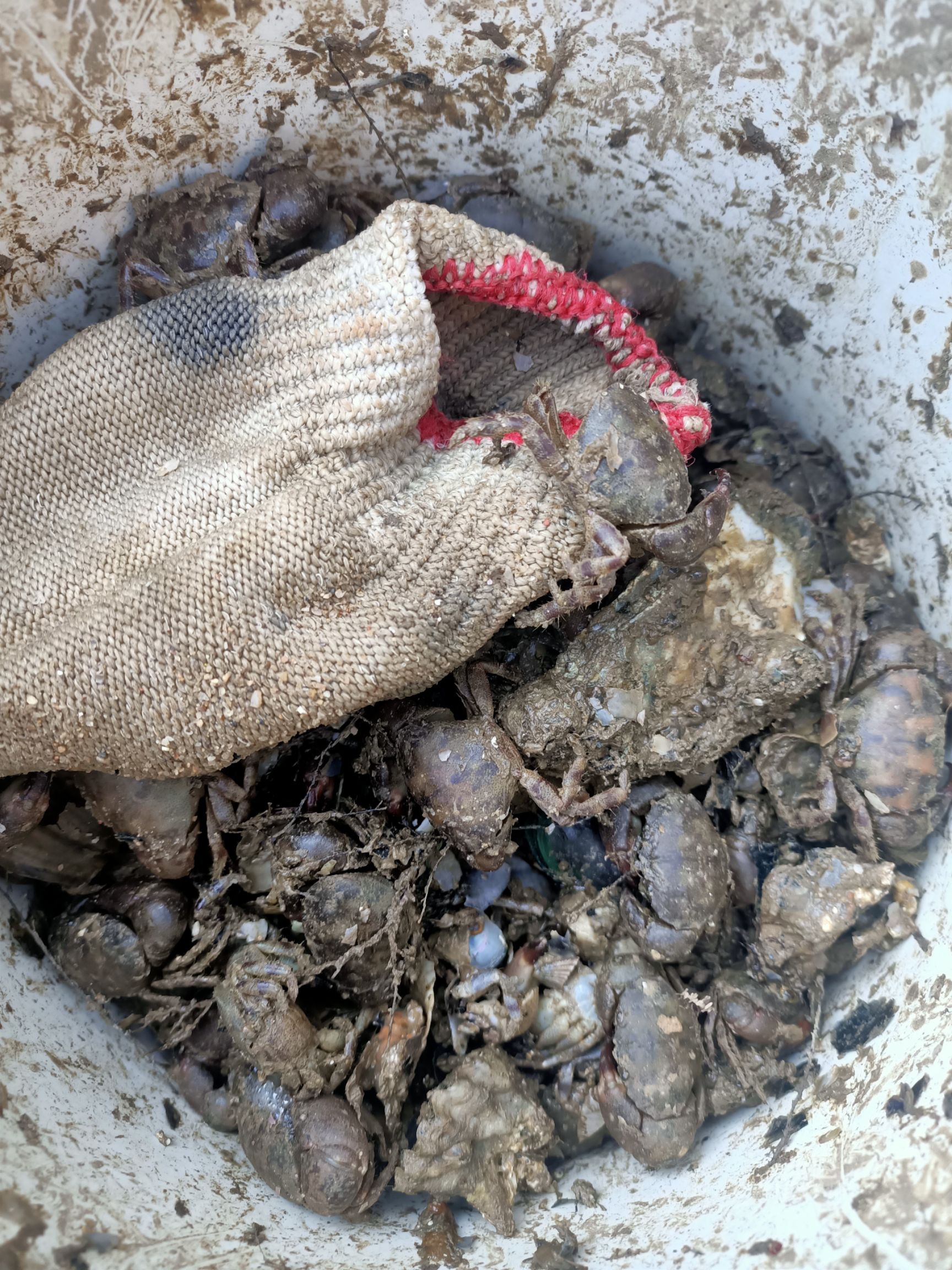 小面包蟹，批发给钓鱼店，用于钓鱼