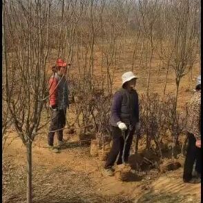 红星苹果树苗  基地大量出售红肉苹果苗，欢迎前来考察合作购买