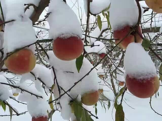 平邑县冬雪蜜桃苗  桃苗基地大量出售新品种晚桃苗