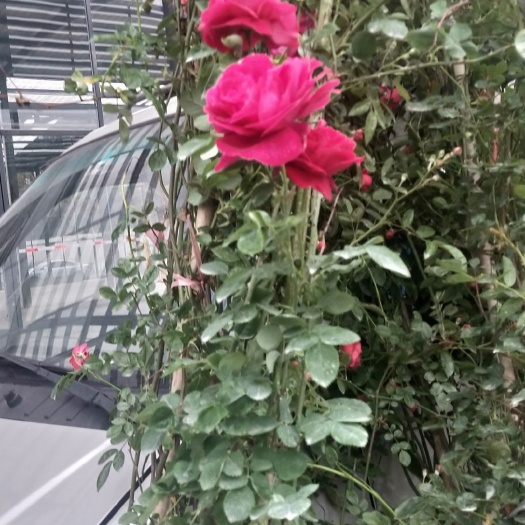 成都红花蔷薇 