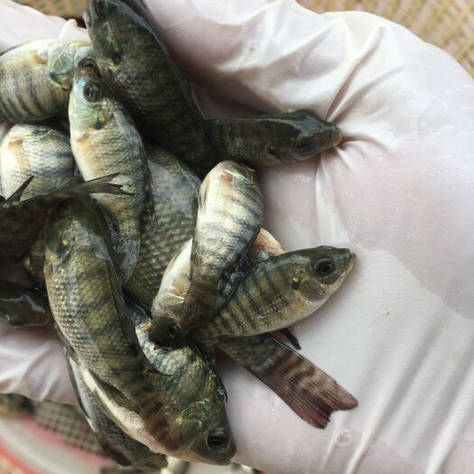 广州红罗非鱼苗 鲩肉罗非鱼