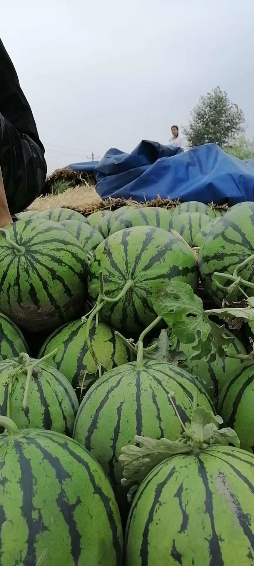 京欣西瓜种子，西瓜种子，圆瓜西瓜种子，大果型西瓜种子美都西瓜