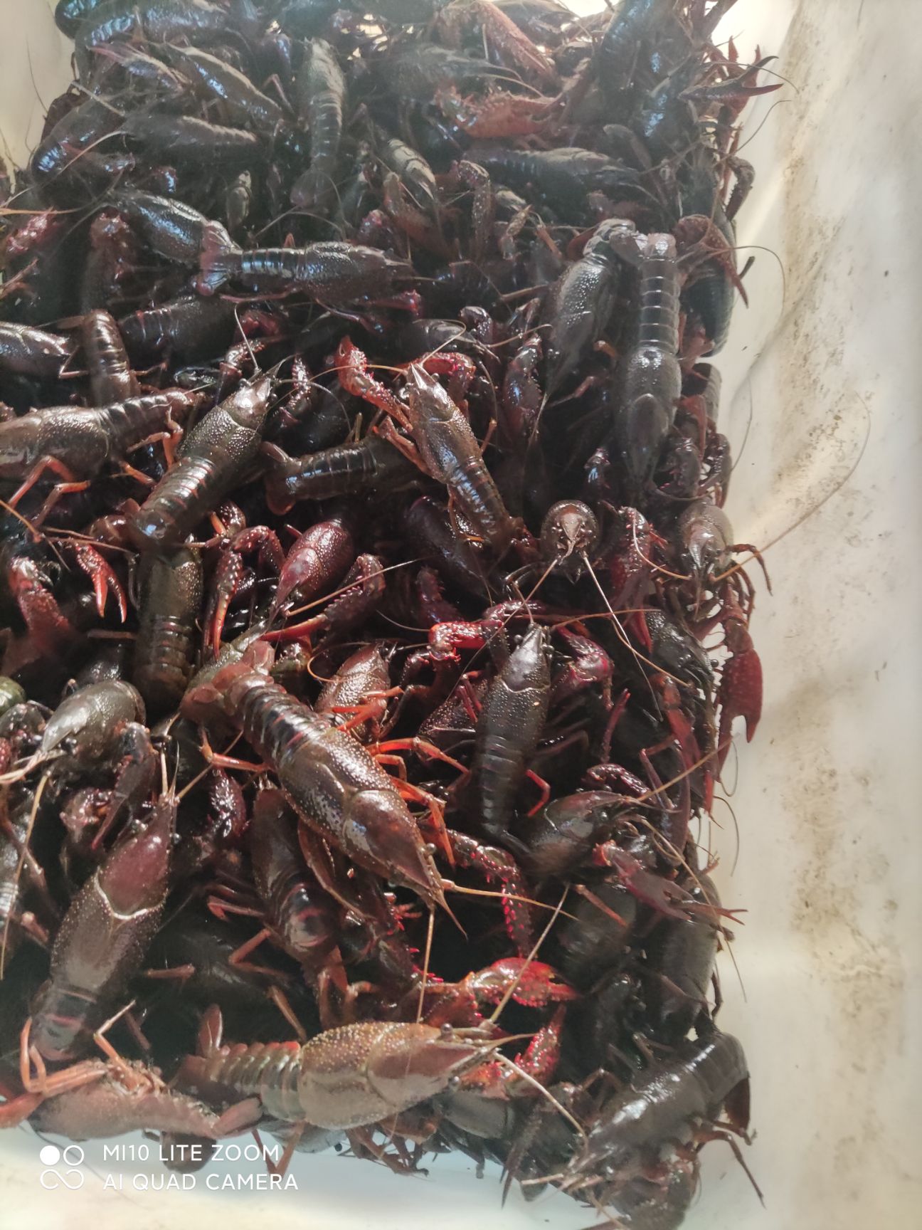  温州本地小龙虾，稳定上市