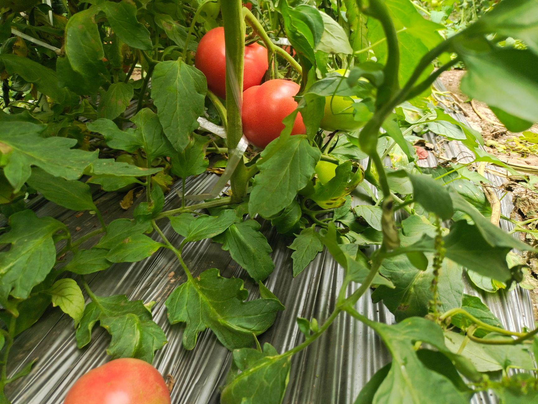 普罗旺斯番茄，口感型水果西红柿，