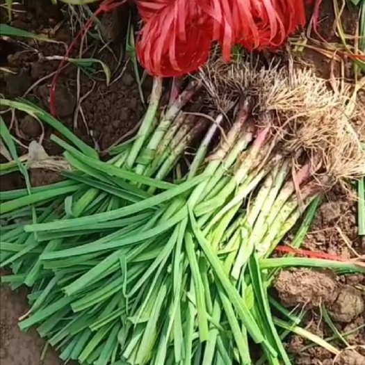 中牟县中牟县本地红根蒜苗