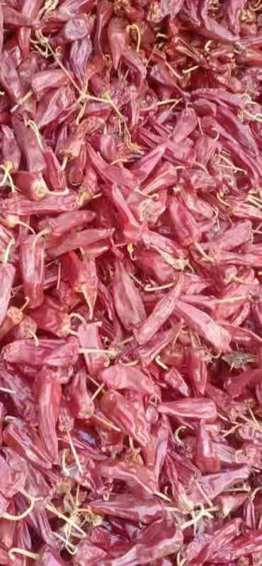  现售大批干辣椒货源多多