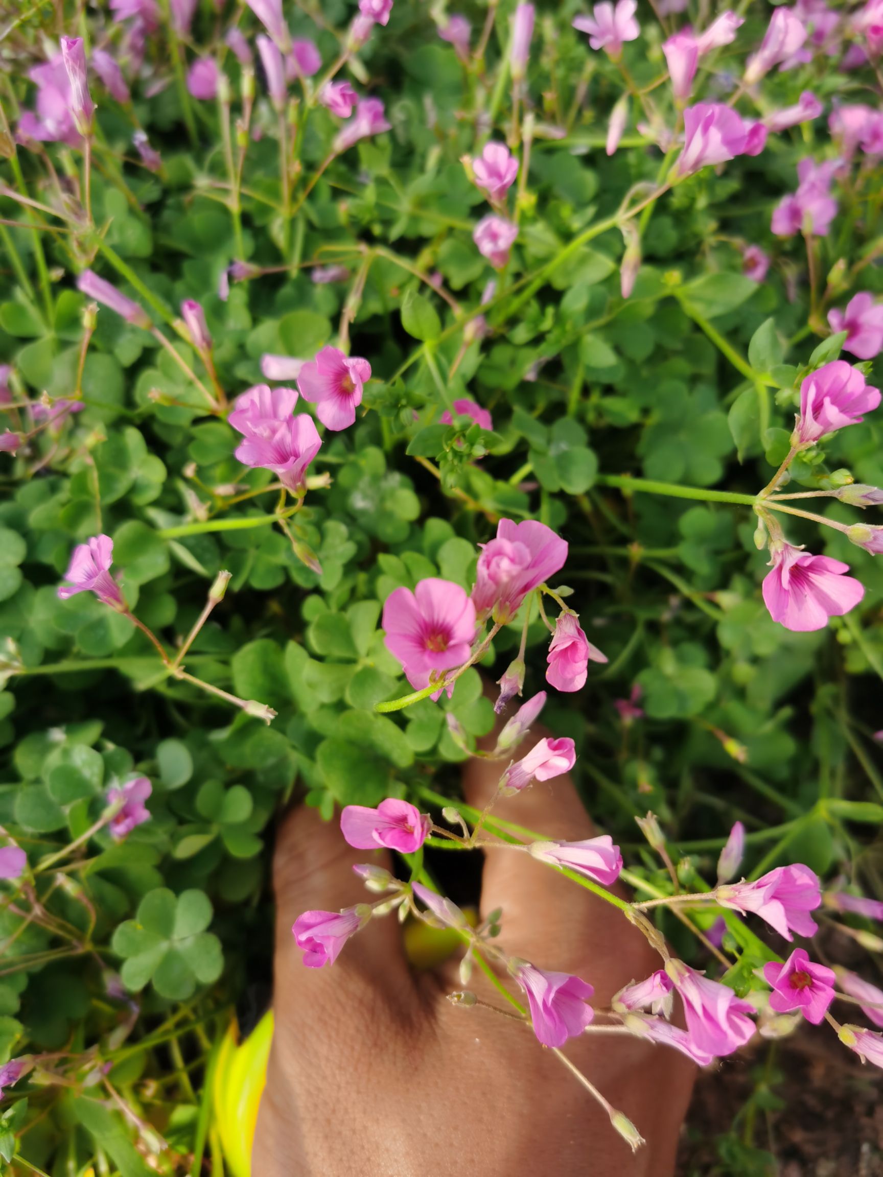 红花酢浆草  红花醡浆草炸酱草大量供应长期有货