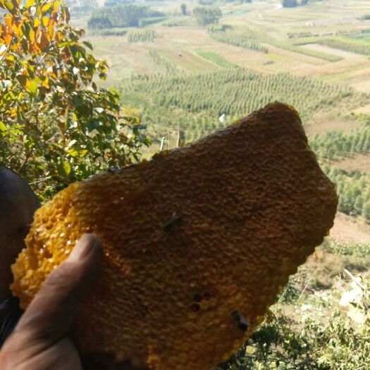 忻城县百花蜜 高山野蜂蜜