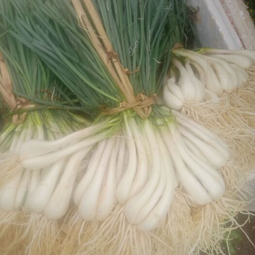 扶绥县香葱头  新鲜蕌头大量上市