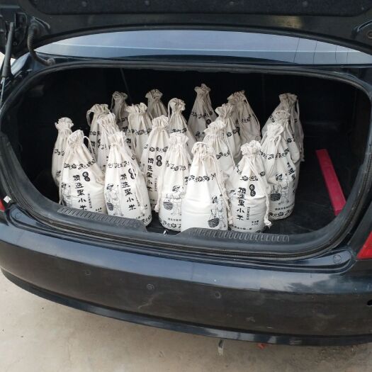 酒泉黑小米 