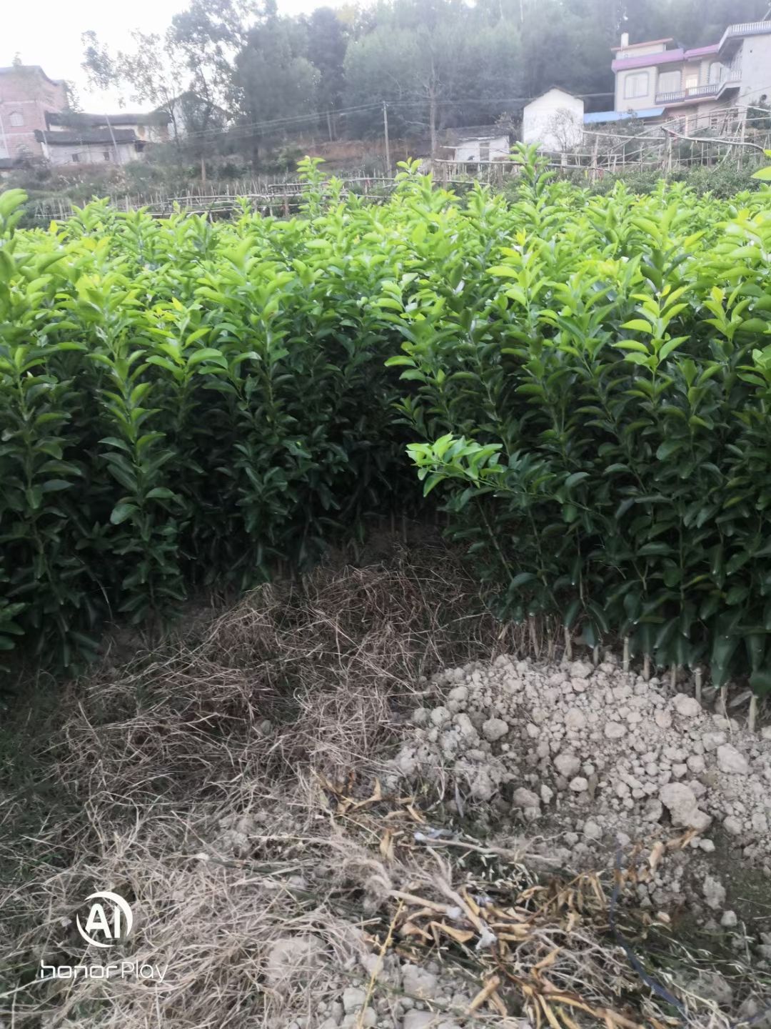沙糖桔苗  砂糖橘   无核  甜度高  产量高  可盆栽