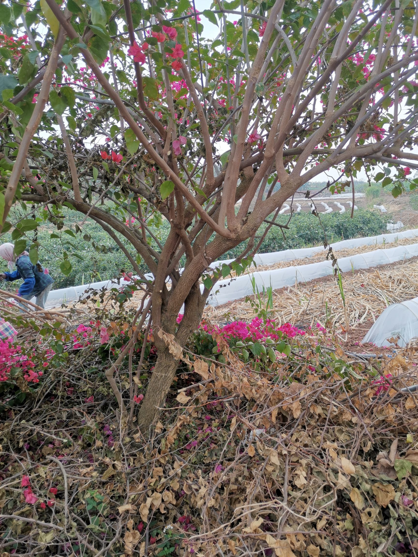  广西南宁市西乡塘区金陵镇花梁三角梅基地长年大量直销三角梅