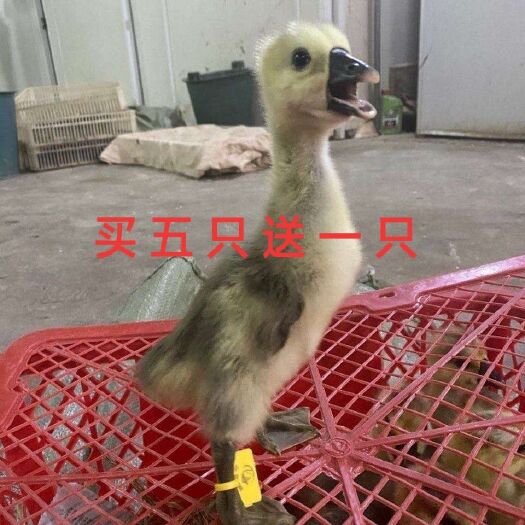 丰县广东潮汕鹅 正宗灰狮头鹅苗，可以长30斤的超大种鹅苗，包邮