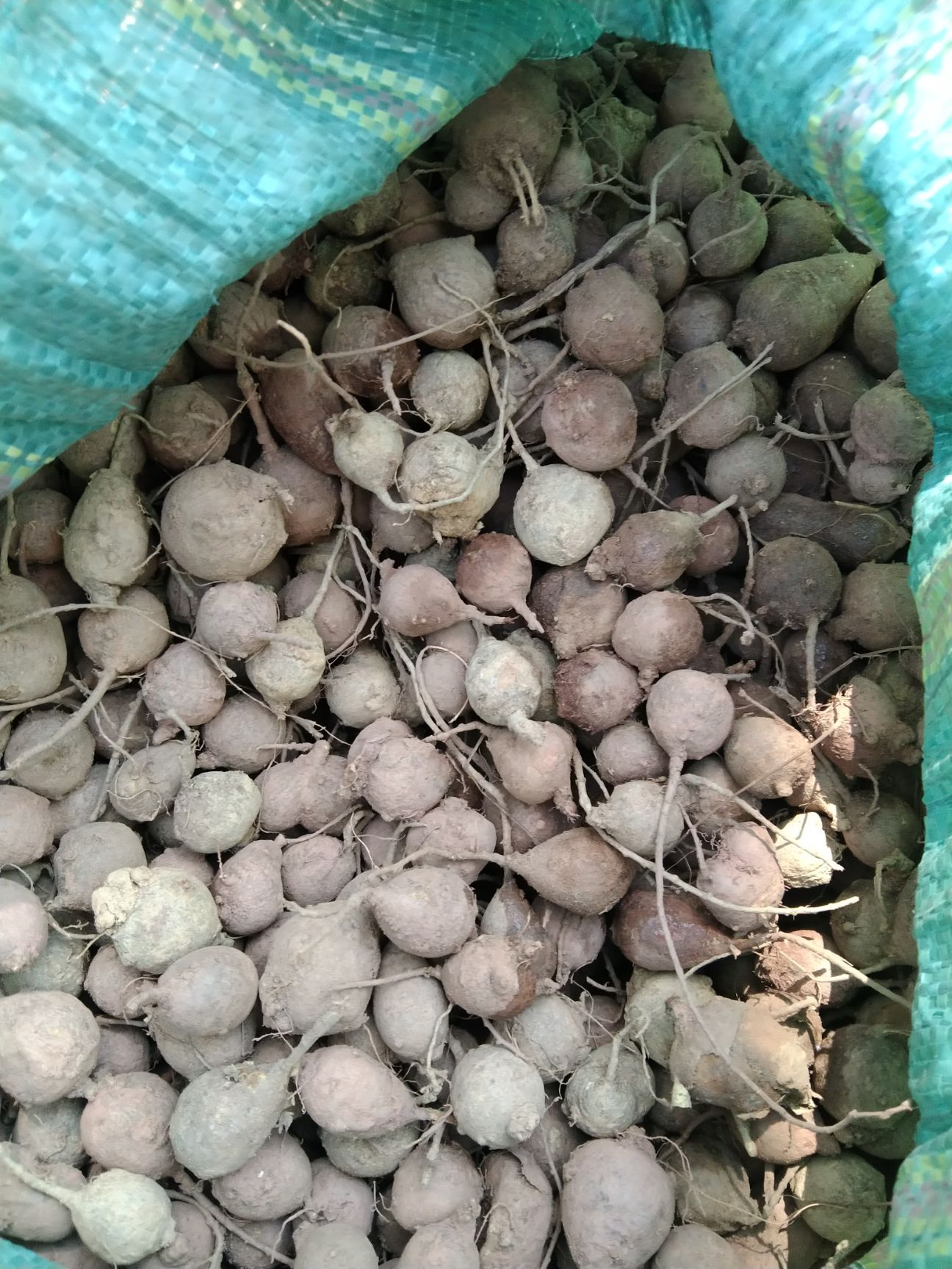 白及  鸡头薯  猎仔笠，原来长这样