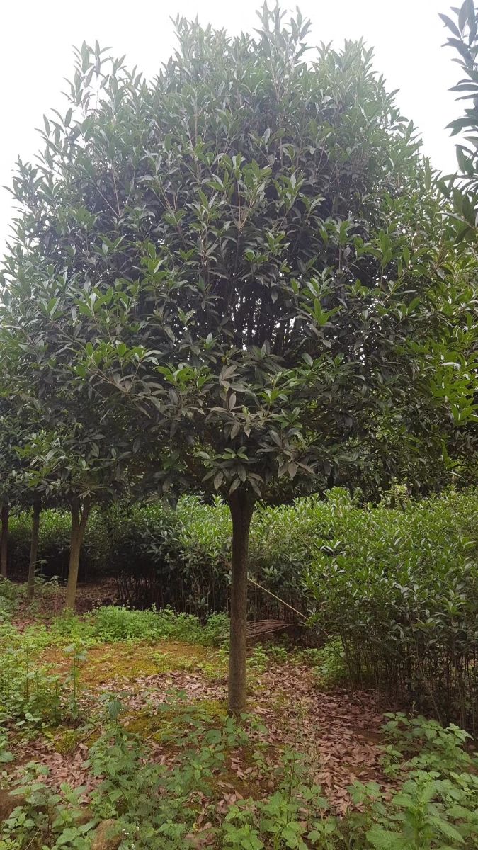 桂花树  八月桂    银桂  丹桂 四季桂