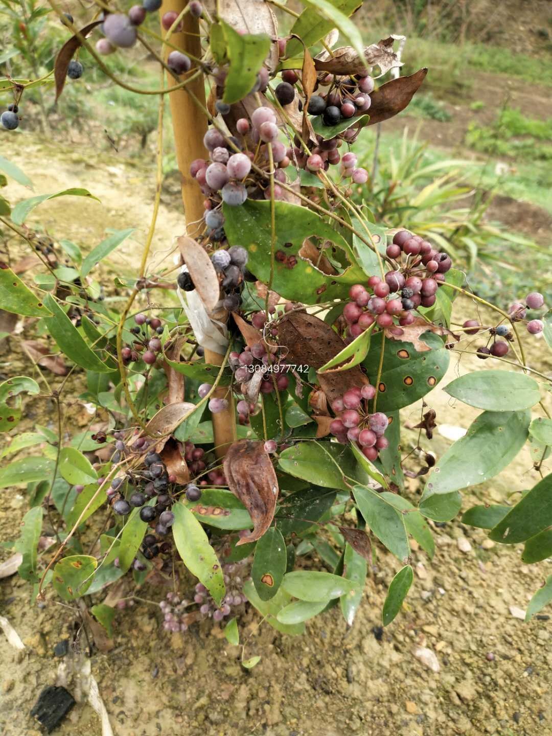  土茯苓果