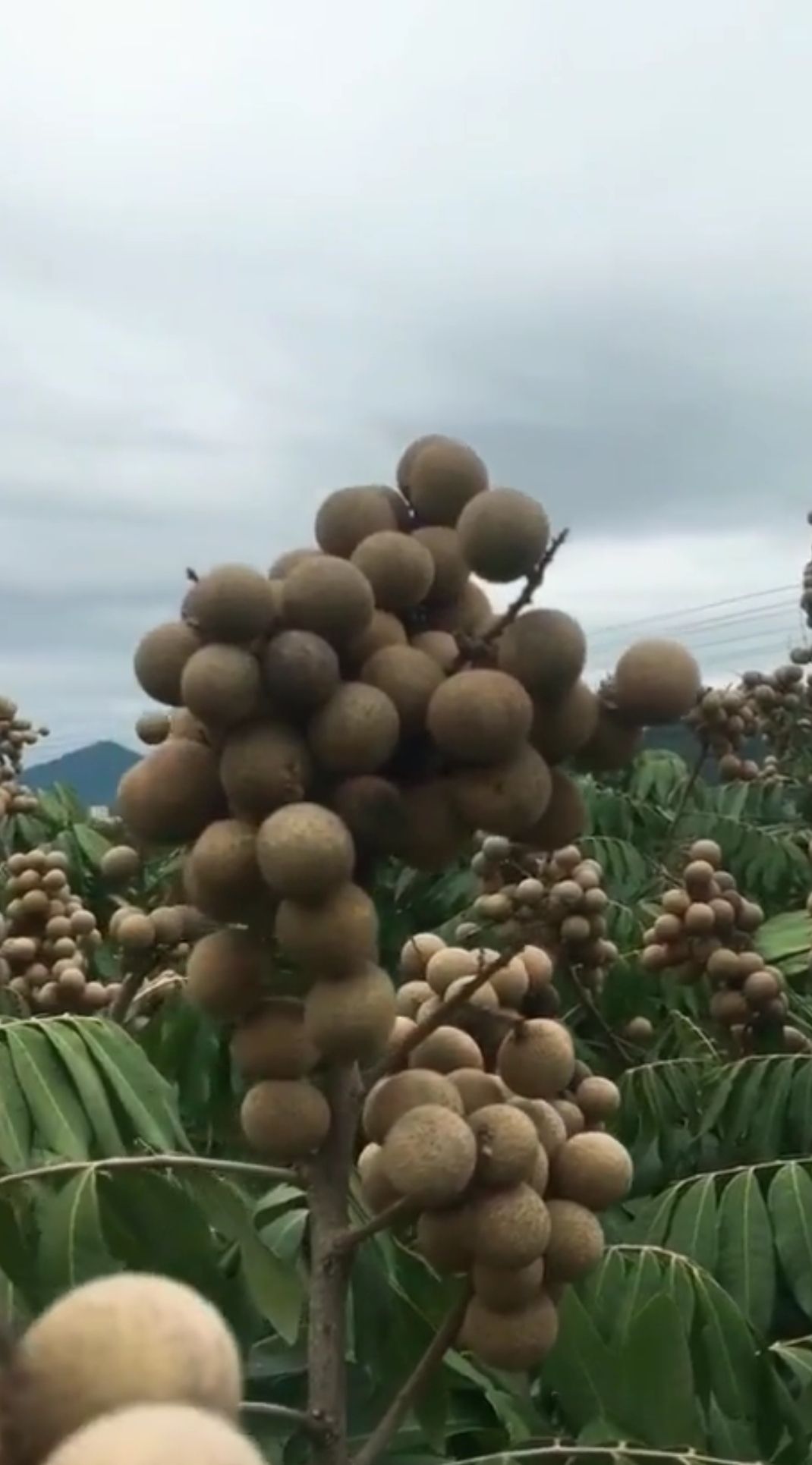 石峡龙眼苗  嫁接苗
