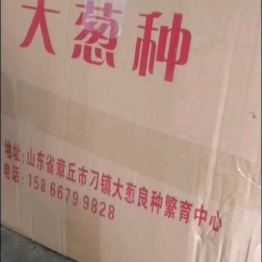 济南山东大葱种子，章丘大葱种子
