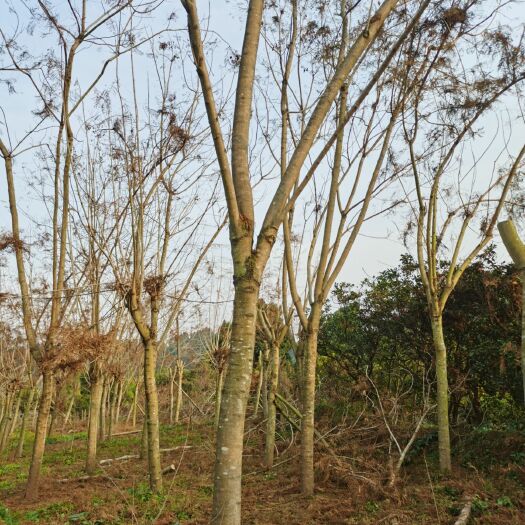 井研县15-18公分蓝花楹树，农户直供，价格美丽
