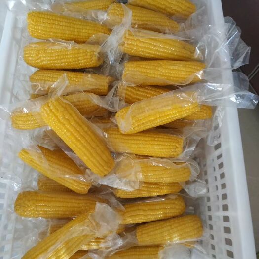 巴彦县糯玉米  黑龙江甜糯粘玉米