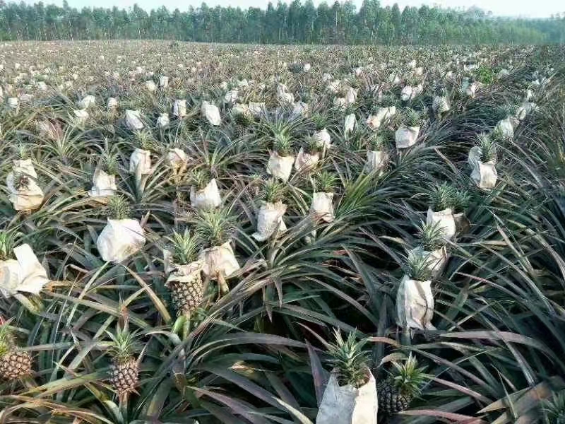 海南金钻凤梨，甜蜜蜜凤梨16号，原产地直发