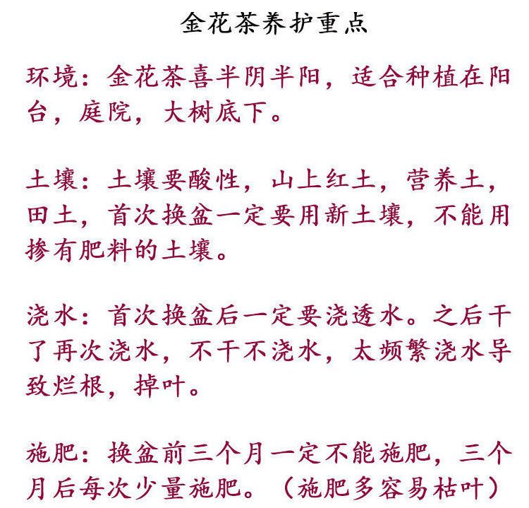 金花茶苗防城金花茶树种金花茶树苗广西防普金花茶盆栽茶花苗