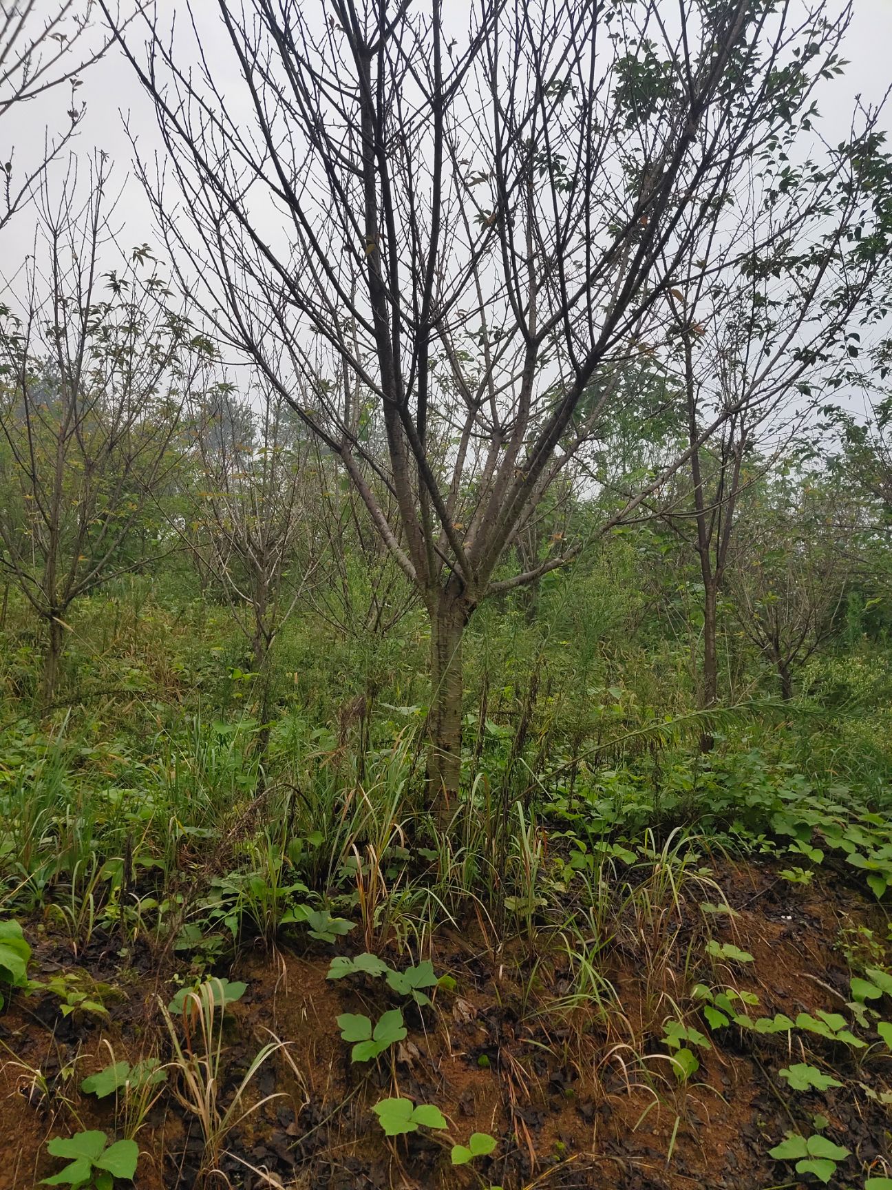 日本晚樱  精品晚樱