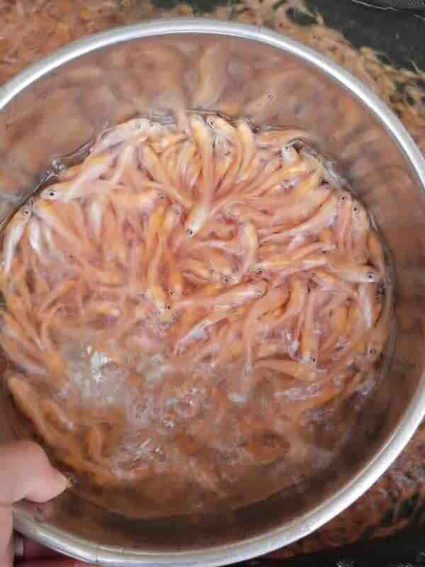  金丝鲶鱼苗 小口鲶 成活率高，不缺氧