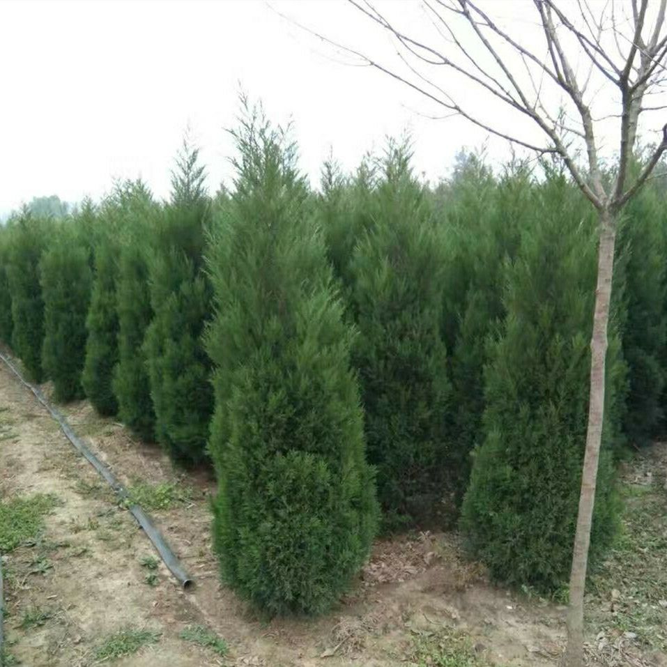 塔柏树塔柏松树松柏蜀桧龙柏侧柏刺柏工程绿化柏树苗美化环境