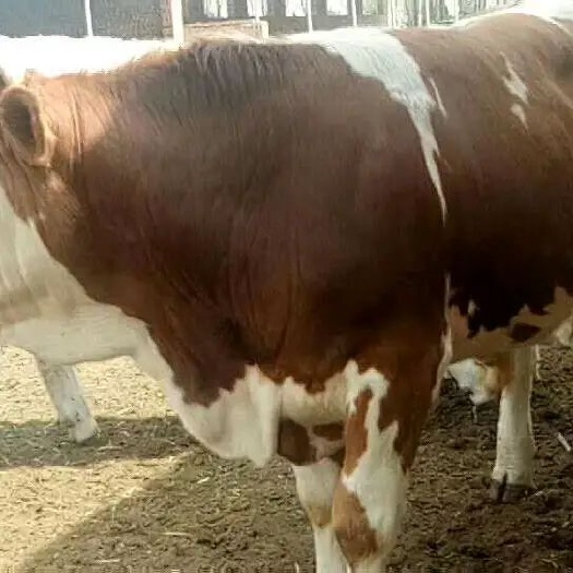 枞阳县欢迎养殖朋友们前来选购大小肉牛